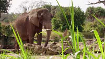 (TRUMPETS) - Magic of Disney's Animal Kingdom