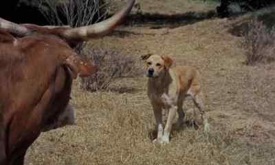 Try it again, sister,
and Old Yeller'll bust you wide open. - Old Yeller