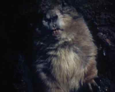 Try to get him out.
I'll hold off that gopher. - Land of the Giants