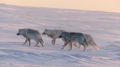 Try to get them on the run. - Hostile Planet