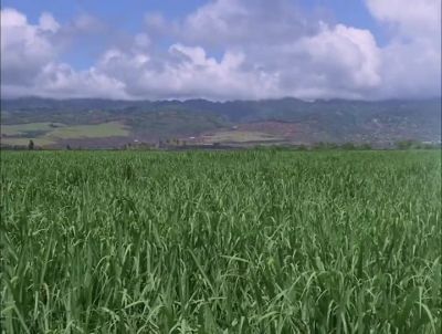 TRY IT AGAIN, KONO. - Hawaii Five-0