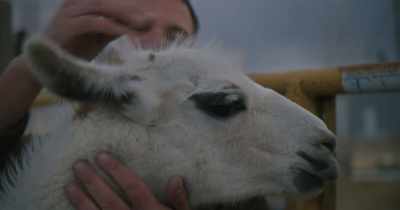 Trying to desensitize her head...
His head a little bit. - Stars in the Sky: A Hunting Story