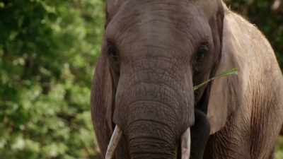 Tsavo's a little bit more courageous,
you could say. - Magic of Disney's Animal Kingdom