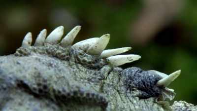Tuatara, that means
"spiny back" in Maori. - Modern Dinosaurs