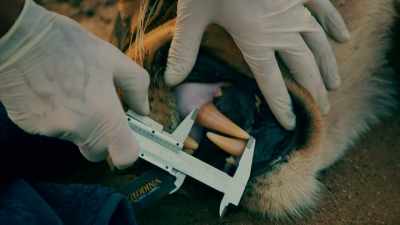 Tubbesing: ACTUALLY,
HER CANINE LEFT IS...48.6. - Expedition Mungo