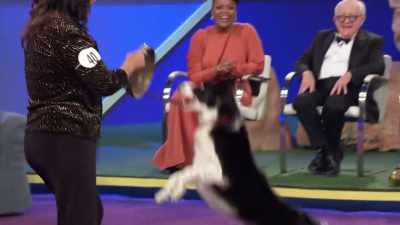 Tully was spectacular
when the stakes were highest. - 2022 American Rescue Dog Show