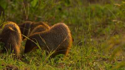 Turf wars are brutal... - Wild Babies