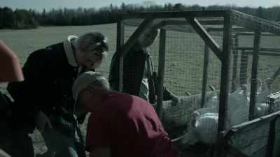 [turkeys gobble] - Eyewitness