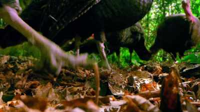 [turkeys gobbling] - Tiny World
