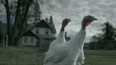[turkeys gobbling] - Eyewitness