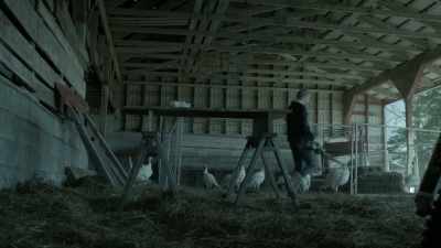 [turkeys gobbling] - Eyewitness
