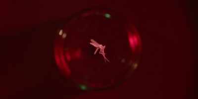 [ "Turn! Turn! Turn!
[To Everything There
Is a Season]plays] - Mosquito State