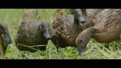 Turning the snails
into nitrogen-rich duck poop, - The Biggest Little Farm: The Return