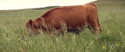 Turns out due to land use - Cowspiracy: The Sustainability Secret