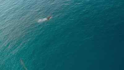 Turtles are normally on a mosasaur's menu. - Prehistoric Planet