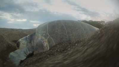 Turtles bury their eggs to protect them
from predators, - Prehistoric Planet