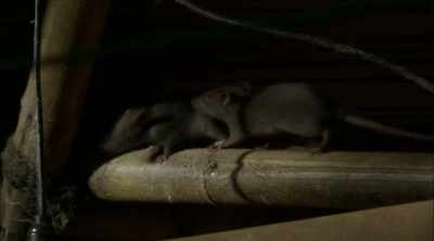 Tuttle: They'll chew insulation
on wires, but sooner or later, - Mysteries of the Deep