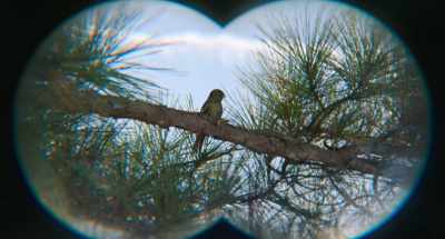 (tweeting) - Strays