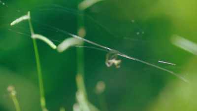 (Tweety laughs) - Trafficked with Mariana van Zeller