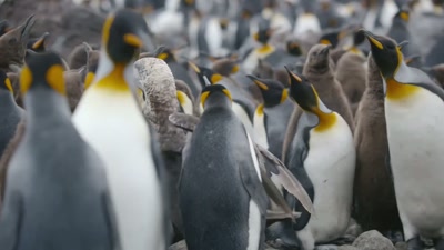 'Twice as big as the macaronis,
they can stand up to this bully. - A Year on Planet Earth