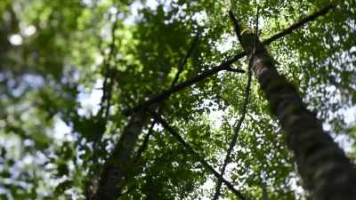 [twigs crackling] - Expedition Bigfoot
