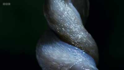 Twisting together,
they hang down as one. - Wild Isles