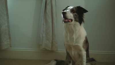 Two barks for uh,
drop-dead gorgeous - Junkyard Dogs