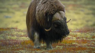 Two bulls. - Big Beasts
