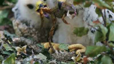 Two honey buzzard chicks are
squabbling over their breakfast. - Wild Isles