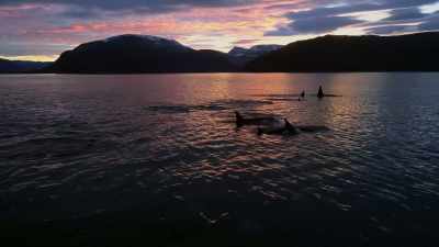 ''Two hundred miles
above the Arctic Circle,'' - Secrets of the Whales