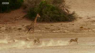 Two lionesses lead the chase, - Planet Earth: A Celebration