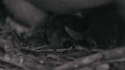 Two little aristocrats... - Penguin Town