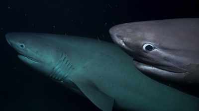 Two more ravenous sixgills arrive. - Blue Planet II