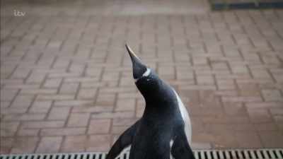 'Two other penguins he'd recently
acquired had left under a cloud.' - Britain's Tiger Kings - On the Trail with Ross Kemp