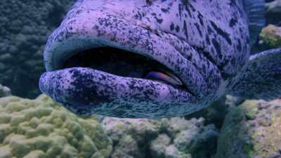 Two separate organisms
that have adapted to each other, - Chasing Coral