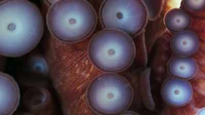Two thousand suckers, - Super/Natural