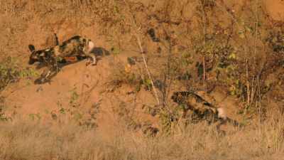 Two tiny puppies emerge
for the very first time. - Dynasties