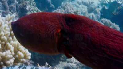 Two very different species - Blue Planet II