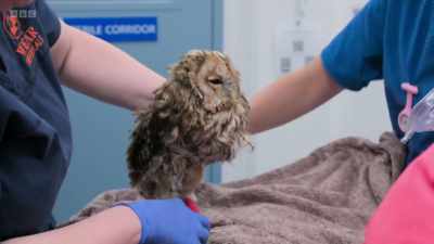 Two weeks later, Errol the owl - 24/7 Pet Hospital