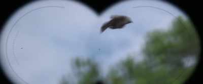 Two-winged - Peter Rabbit