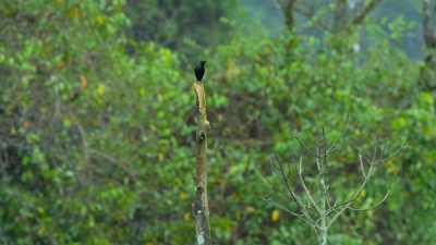 TW's pole has a visitor, too, - Dancing with the Birds