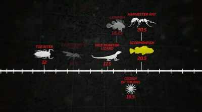 Tying the harvester ants
is the scorpionfish, - Kings of Pain