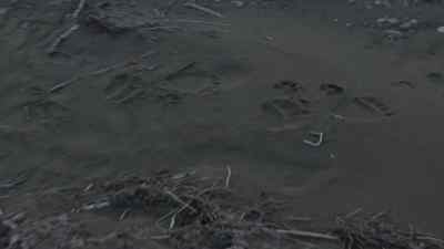 Tyler: WE JUST CAME ON
SOME FRESH BEAR TRACKS HERE. - The Last Alaskans