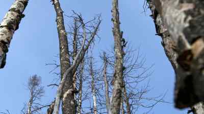 Tyler: YEAH.
THERE'S A MOOSE BACK HERE. - The Last Alaskans