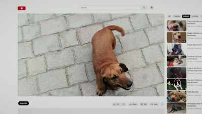 Typically, when we see that,
there is an emotional experience - Inside the Mind of a Dog
