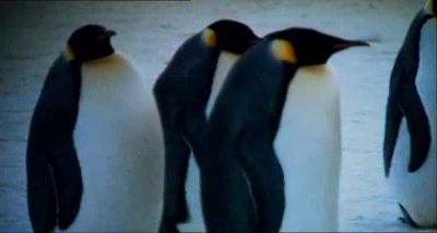 Ugh I'm so fed up with the club scene - Farce of the Penguins