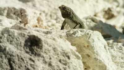 Ugh, no, I can't come
to your one‐man show - When Nature Calls with Helen Mirren
