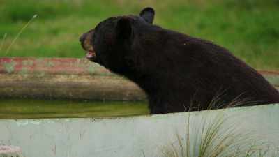 Ugh, no, I can't come
to your one‐man show - When Nature Calls with Helen Mirren