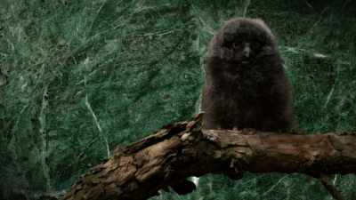 Ugh, no, I can't come
to your one‐man show - When Nature Calls with Helen Mirren