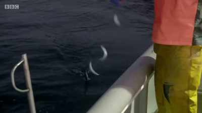 Ugh. Unbelievable. - Cornwall: This Fishing Life